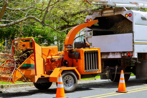 Trusted Inniswold, LA Tree Care Services Experts