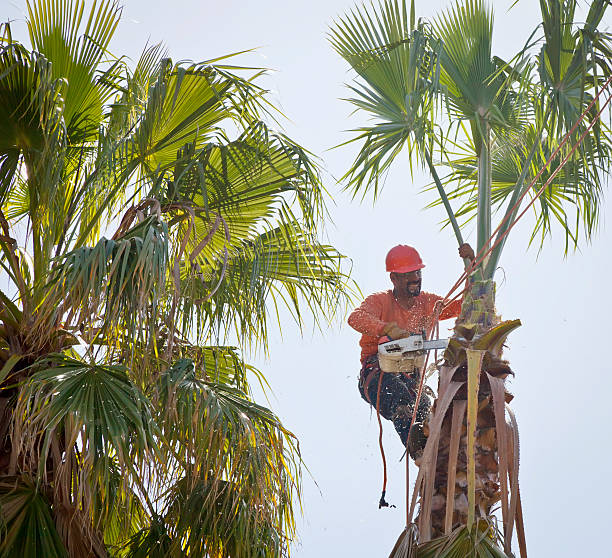 Best Tree and Shrub Care  in Inniswold, LA