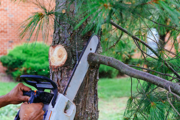 Best Hazardous Tree Removal  in Inniswold, LA